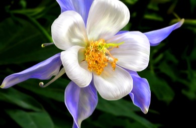 Columbine